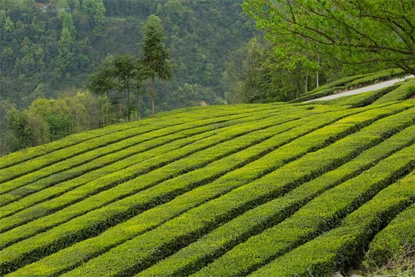 ほったらかしでも育つコンテナ植物6選｜水やり忘れても大丈夫